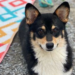 Trisha - Pembroke Welsh Corgi