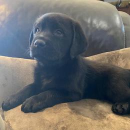 Boy 2 - Black male Labrador Retriever puppy in Maynardville, Tennessee from Three Bears Labradors