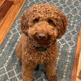  - Goldendoodle