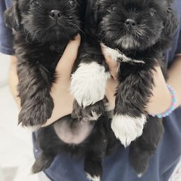 Shih Tzu and Yorkshire Terrier Puppies from Tiny Puppies World