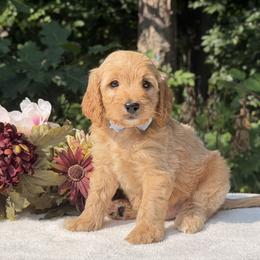 Blue bow - Apricot male Cavapoo puppy in Evart, Michigan from Northern’s Cute Cuddly Cava Poos