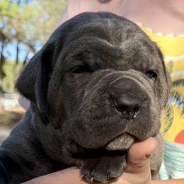 Jetta - Gray female Cane Corso puppy in Briggs, Texas from Capital City Corso’s