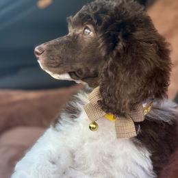 Miss Yellow Collar - Parti female Poodle puppy in Screven, Georgia from Dreamland Standard Poodles
