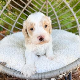 Colby - Cream male Australian Labradoodle puppy in Wamego, Kansas from Doodles of Oz