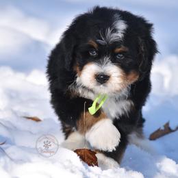 Green boy. - Tri-color male Bernedoodle puppy in Waukesha, Wisconsin from Bernedoodle Boutique (and Cavapoos)