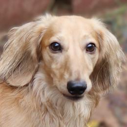 Eton - Dachshund