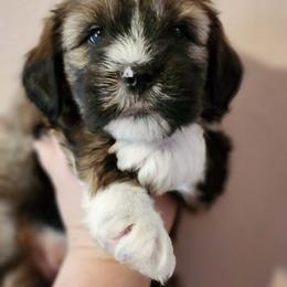 Romie Saturday - Sable male Tibetan Terrier puppy in Dorena, Oregon from West Coast Tibetans