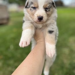 American Corgi and Australian Shepherd Puppies from KC Bar
