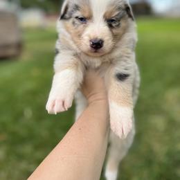 American Corgi and Australian Shepherd Puppies from KC Bar