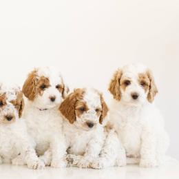 Goldendoodle Puppies from Dashing Doodle Pups