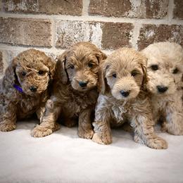 Goldendoodle puppies from Kingdom Kennels