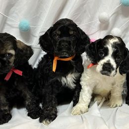Cocker Spaniels from Wild Valley Cocker Spaniels