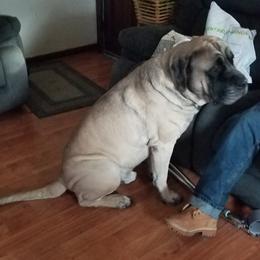 King - Mastiff