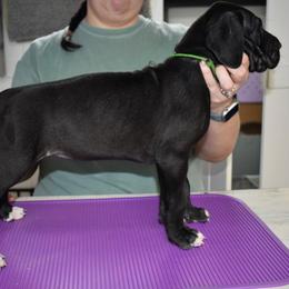 Basil Hayden - Black and white female Great Dane puppy in Chapmansboro, Tennessee from Balthrop Bend Farms