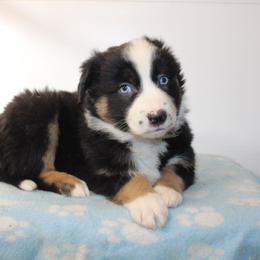 Winter - Black tri-color male Australian Shepherd puppy in Honey Brook, Pennsylvania from New Adventures Puppies