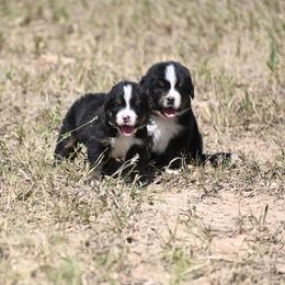 Bernese Mountain Dog, Golden Mountain Dog, and Golden Retriever Puppies from Grateful Bernese & Gage's Goldens