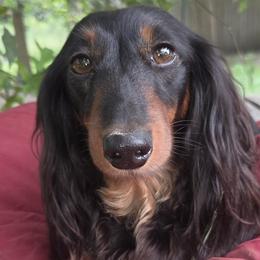 Tiny - Dachshund