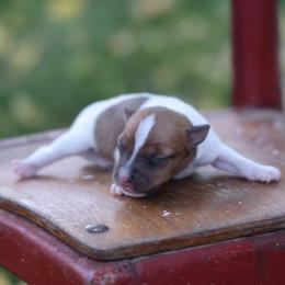 Righty - Tan and white male Jack Russell Terrier puppy in West Bend, Iowa from Blue Skies Terriers