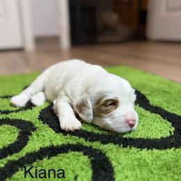 Kiana - Caramel ice female Australian Labradoodle puppy in Alamo, Texas from QuiSal Labradoodles