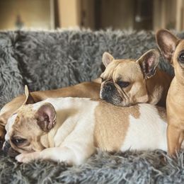French Bulldogs and Weimaraners from Lake View Kennels