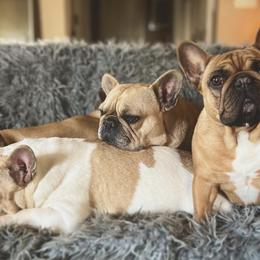 French Bulldogs and Weimaraners from Lake View Kennels