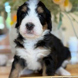 Ariel - Tri-color female Bernedoodle puppy in Yuciapa, California from AlltheDoodlez_