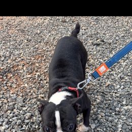 Bam Bam - Boston Terrier