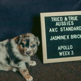 Apollo - Blue merle male Australian Shepherd puppy in Cotati, California from Tried and True Aussies