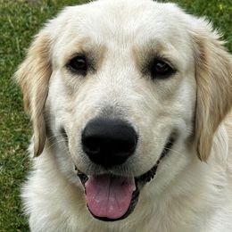 German Shepherds and Golden Retrievers from A&K Elite Kennel’s
