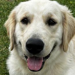 German Shepherds and Golden Retrievers from A&K Elite Kennel’s