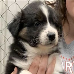 Aussiedoodle and Australian Shepherd Puppies from Springhill Hog and Cattle Co.