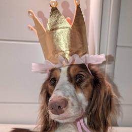 Coco - Dachshund