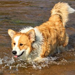 Cardigan Welsh Corgis from Barkstock