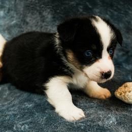 Girl 5 - female American Corgi puppy in Los Angeles, California from Cal Beach Corgis