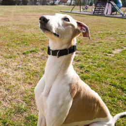 Shadowfax - Greyhound