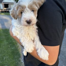 Bernedoodle Puppies from Bollinger Pups