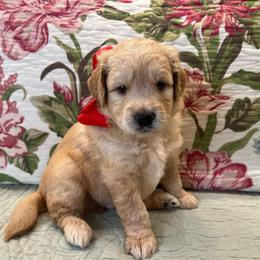Ranger - Cream male Goldendoodle puppy in The Woodlands, Texas from Gracie's Goldendoodles and Bernedoodles