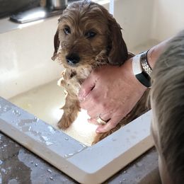 "Bath time!" Bernedoodle and Goldendoodle Puppies from BrookeMarie’s Goldendoodle Love