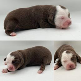 Red tri male 1 - Red tri male Miniature Australian Shepherd puppy in Brooker, Florida from Honey, I Shrunk the Aussies