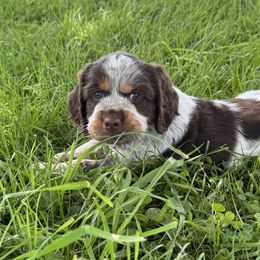 English Springer Spaniels from Little River English Springer Spaniels