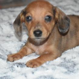 Dachshund Puppies from Sparkles & Spurs Mini Dachshunds