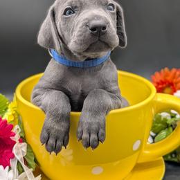Toby - Blue male Weimaraner puppy in Evart, Michigan from Drehbar Weimaraners