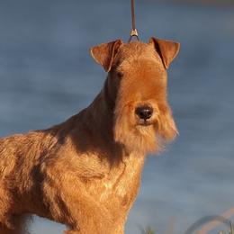 Lakeland Terrier Puppies from Teraz
