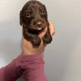 Boy 2 - Chocolate male Dachshund puppy in Modesto, California from Torres Dachshunds