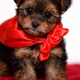 Boy 2 - Gold male Yorkshire Terrier puppy in Carmichael, California from Mckeever's Yorkies