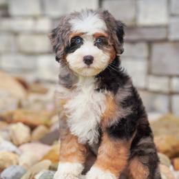 Queen - Blue merle female Bernedoodle puppy in Dundee, Ohio from Down Home Doodle
