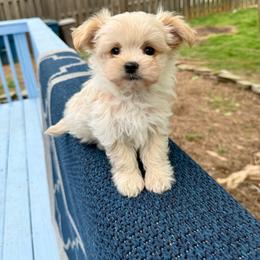 Tenacee - White and tan female Morkie puppy in Jamestown, North Carolina from North Carolina Maltese, Yorkies & Morkies(previously California Maltese, Yorkies & Morkies)