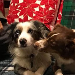 Miniature Australian Shepherds from Fisher Family Farms