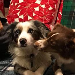 Miniature Australian Shepherds from Fisher Family Farms