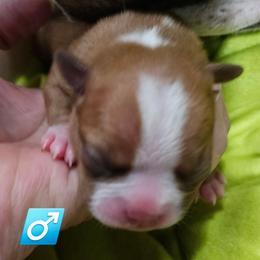 BoY 1. - Red male Boston Terrier puppy in Versailles, Indiana from Benhams Bostons